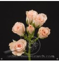 ΤΡΙΑΝΤΑΦΥΛΛΑ ΜΠΟΥΤΟΝ ΔΙΑΦΟΡΑ 70εκ. ROSEN TR  ASSORT 70cm